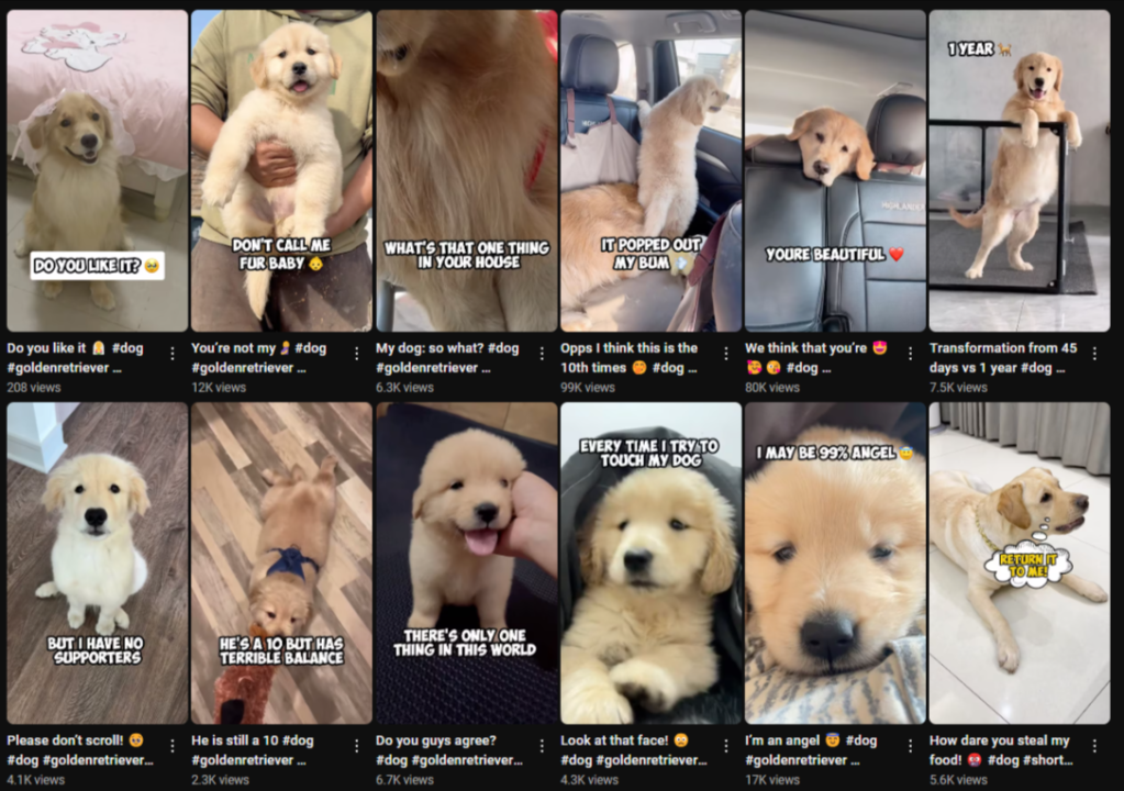 CutestDog YouTube 12 16 2024 05 41 PM